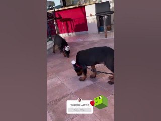 YG’s Puppies Look Are Way Too Cute Together #shorts