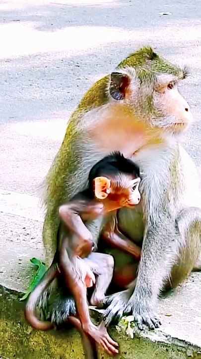 Cute Baby Mankey Viral Video, Viral Mankey Reels, Animals Video, New Animals Video #Animalsvideo#Mankeyvideo#Trendingvideo#Viralvideo