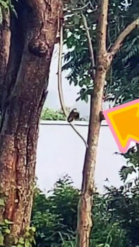 Snake eating baby birds | birds | hunter snake | snake