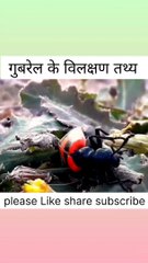 True fact about dung beetle | beetle | dung beetle | गुबरैल | गोबर बीटल