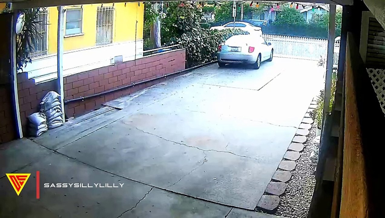 Clever Dog Helps Deliver Mail Caught on Wyze Camera | Doorbell Camera Video