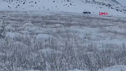 Köye inen kurt sürüsü kamerada