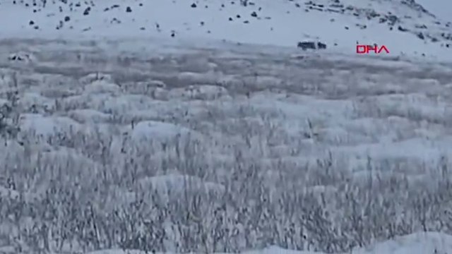 Köye inen kurt sürüsü kamerada