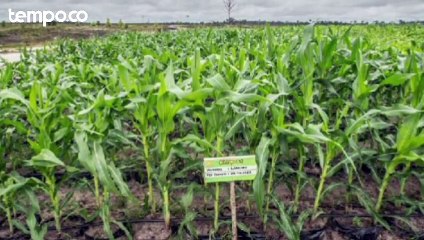 TPN Ganjar-Mahfud Bicara Strategi Atasi Krisis Pangan tanpa Babat Hutan seperti Food Estate