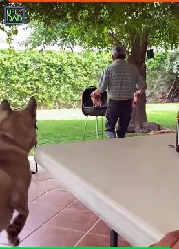 Paws Claws In Handcuffs