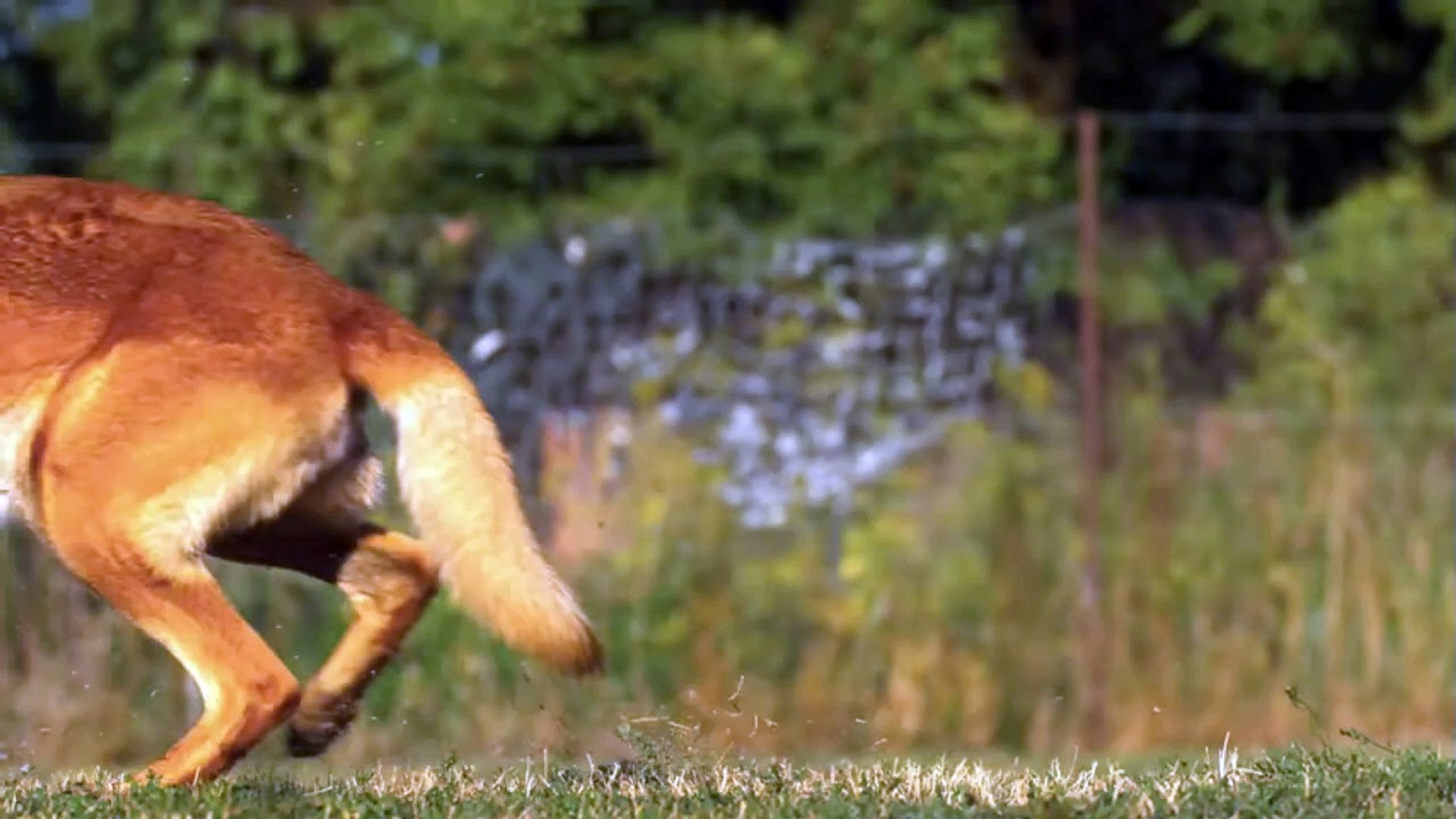 ⁣Everything Looks Amazing in SLOW MOTION in 8K ULTRA HD / 8K TV2