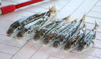 Marmara'da balon balığı tehlikesi... 'Ne hamsi, ne de istavrit kalacak'