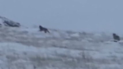 Köye inen kurt sürüsü kamerada