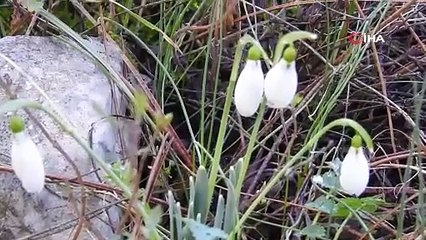 Kardelenler erken açtı koparmanın cezası 387 bin 142 TL