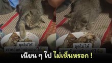 ขอกินด้วยนะนุดดด ! เจ้าเหมียวสุดแสบ ทำเนียนเหมือนหลับแต่ใช้เท้าเอื้อมหยิบปลา