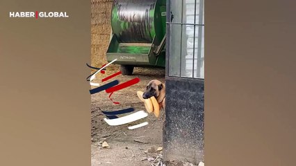 Bakışları ile ağlatan sokak köpeği bulduğu ekmeği kimse almasın diye böyle bekledi