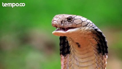 Balita di Tangerang Tewas Digigit King Kobra saat Bermain di Rumah