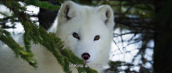 Kina & Yuk: Renards de la banquise - Trailer