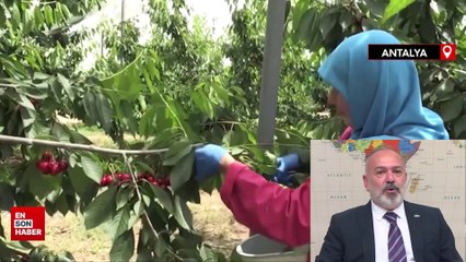Türkiye'nin 2023'teki kiraz ihracatının yüzde 39'u Batı Akdeniz'den