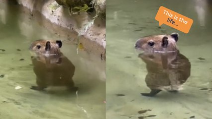 Cute Capybara Wades Through Water!