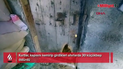 Kurtlar kilitli kapıyı kemirip açtı! Mahallede kabus: Uyuyamıyoruz