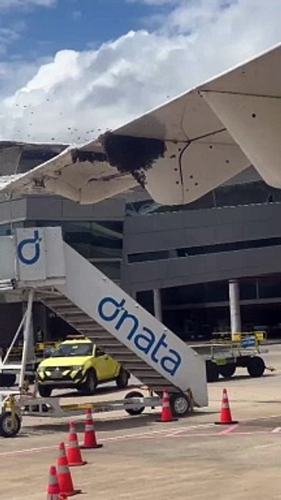 Avião é cercado por enxame de abelhas em Natal (RN)