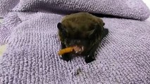 Adorable rare bat taken into care by Tunbridge Wells wildlife rescue loved by Johnny Depp