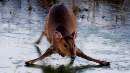 Real-Life BAMBI Struggles on ICE!