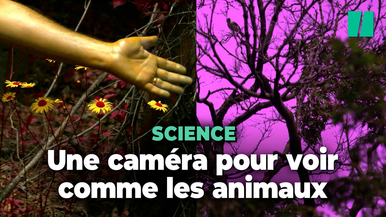 Cette caméra fait voir les couleurs comme une a...