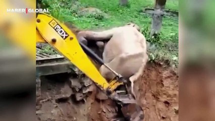 Düştüğü çukurdan kendini kurtaran işçiye teşekkür eden fil, izlenme rekorları kırıyor
