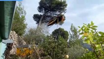 Vespe velutine all'attacco delle api