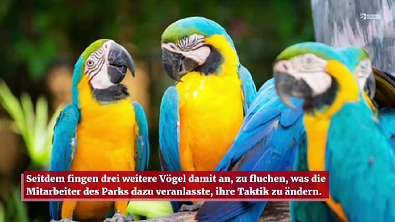 Mitarbeiter eines Wildparks planen, das Fluchen von Papageien zu stoppen
