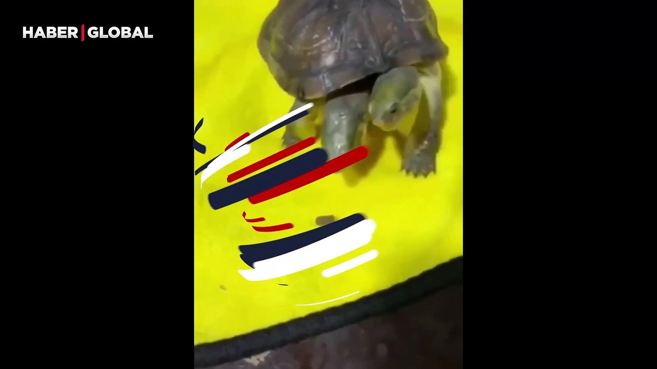 Bulduğu yiyeceği paylaşamayan iki başlı kaplumb...