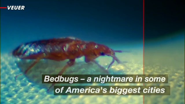 These Major US Cities Are Dealing With Bed Bug Infestation (Again)