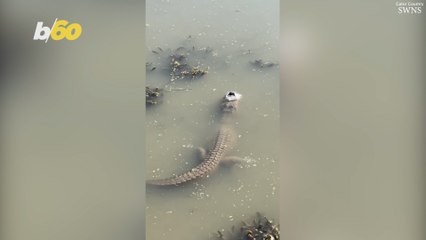 Cool Video Shows How Alligators Survive Freezing Winter Conditions