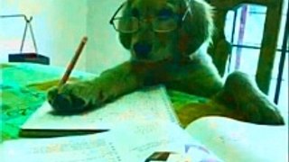 * Desafío Canino: Educar a tu Perro para Fortalecer Vínculos Familiares