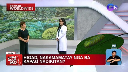 Parte ng higad na nagpapakati sa ating balat kapag nadikitan, alamin! | Dapat Alam Mo!