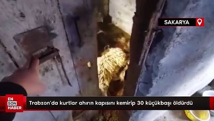 Trabzon'da kurtlar ahırın kapısını kemirip 30 küçükbaşı öldürdü
