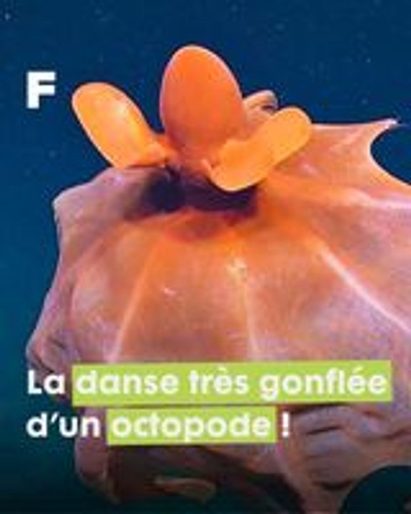 Exploration des abysses : la fascinante danse de l'octopode du Pacifique !