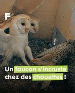 Intrusion spectaculaire : Un faucon crécerelle défie le nid d'un couple de chouettes effraies !