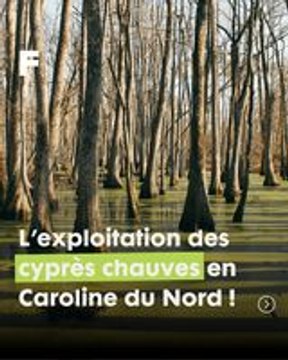 Exploitation des marais de cyprès en Caroline du Nord : entre secrets millénaires et équilibre naturel !