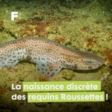 La naissance discrète et rapide des bébés requins Roussettes !