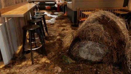 Des agriculteurs déversent du foin dans un McDonald's après s’être fait refuser un café gratuit
