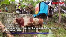 Sopir Ikuti Google Maps, Truk Angkut Sapi Terguling di Pacitan