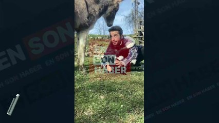 Köpeği seven sahibinin yanına gelip kendini sevdiren eşek