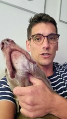 Clever Dog Opens Fridge