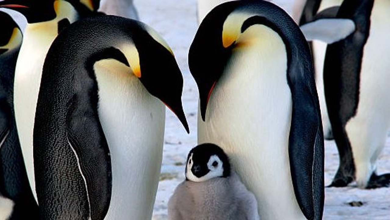 Descubiertas 4 Nuevas Colonias De Pingüinos Emperador En La Antártida