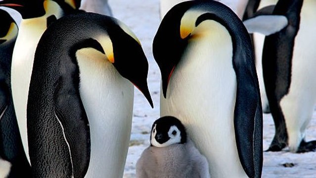 Descubiertas 4 Nuevas Colonias De Pingüinos Emperador En La Antártida