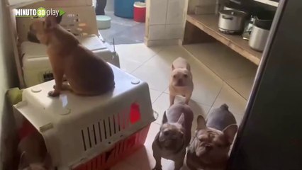 En precarias condiciones fueron rescatados 55 perros de un criadero ilegal en la comuna 13 de Medellín