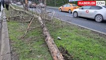 Sarıyer'de kontrolden çıkan araç ağacı yerinden söktü