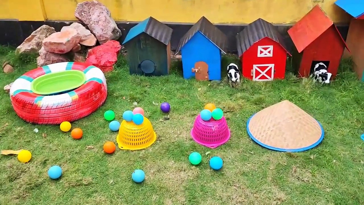 World Cute Chickens, Colorful Chickens, Rainbows Chickens, Cute Ducks, Cat, Rabbits,Cute Animals