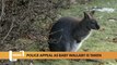 Wales headlines 24 January: North Wales police hunt for ‘stolen’ Wallaby