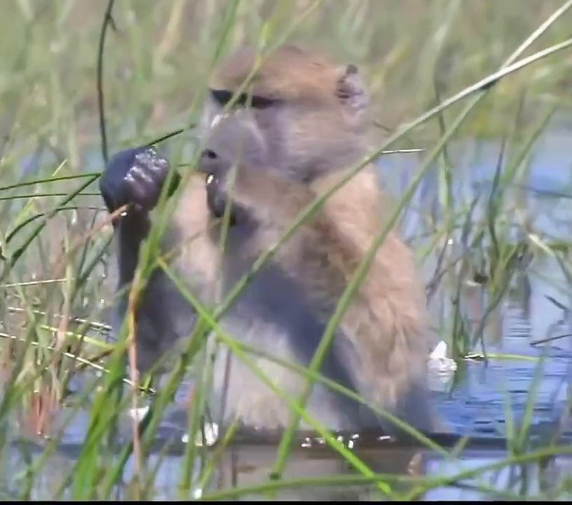 Some monkeys pass from the river to the other side in a wonderful scene #Animals