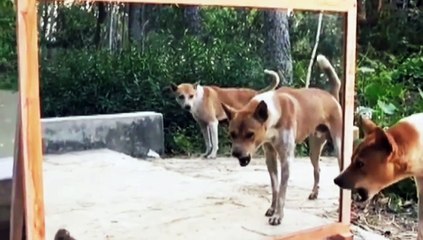 dog man cats funny video very interesting video