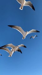 Beautiful view of a flock of seagulls